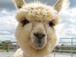 Alpaca Carded from New England Farms