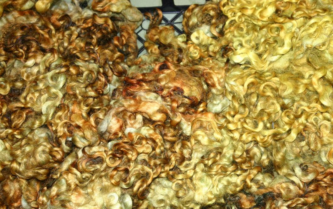Ivy Brambles Lincoln Curly Locks 1oz bag - Pumpkin Stalks Ivy Brambles Lincoln Curly Locks 1oz bag - Pumpkin Stalks