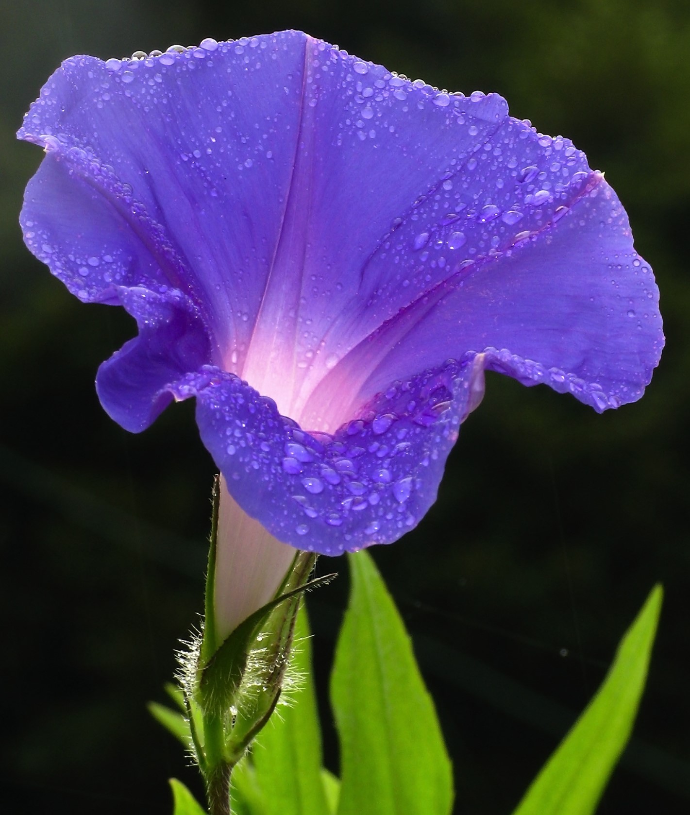 Ivy Brambles Enrapture Yarn - 026 Morning Glory