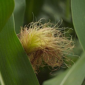 Ivy Brambles Pure Silk 20-2 821-105 Corn Silk Ivy Brambles Pure Silk 20-2 821-105 Corn Silk