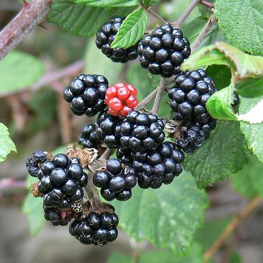 Ivy Brambles Pure Silk 20-2 821-113 Wild Blackberry Ivy Brambles Pure Silk 20-2 821-113 Wild Blackberry