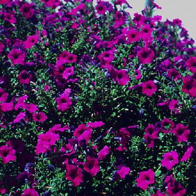Ivy Brambles Romantica Merino Lace Yarn - 120 Petunias Ivy Brambles Romantica Merino Lace Yarn - 120 Petunias